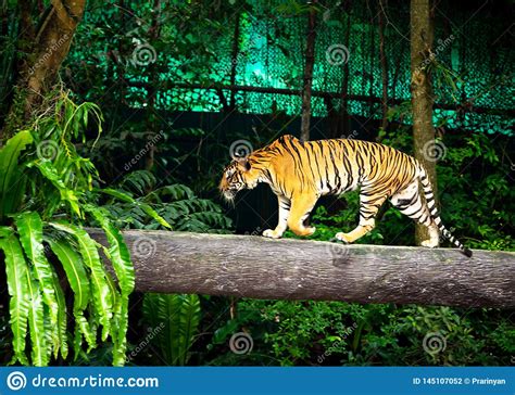 Bengal Tiger Sumatran Tiger Walks On The Timber Zoo Stock Photo