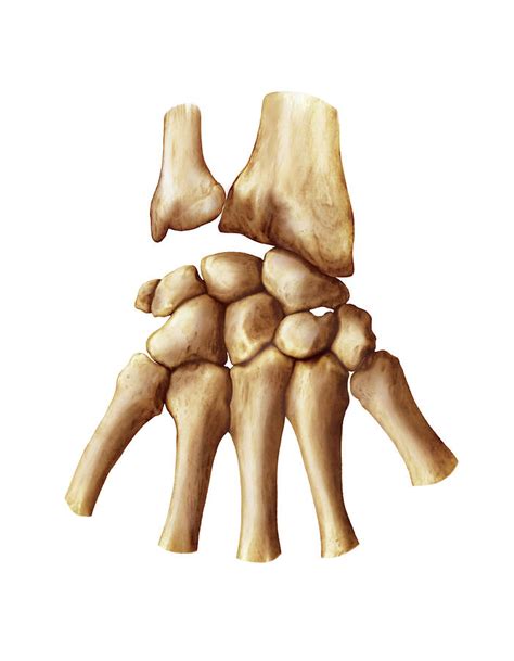 Wrist And Metacarpus Bones Photograph By Asklepios Medical Atlas Fine