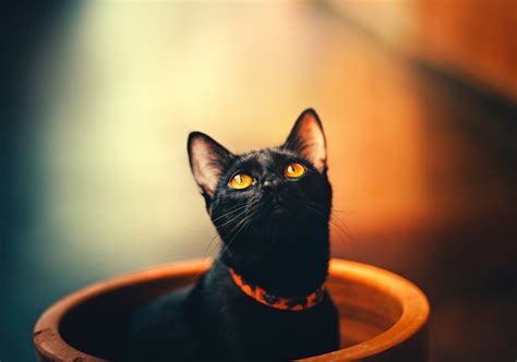 90000 Best Black Cat Photos · 100 Free Download · Pexels Stock Photos