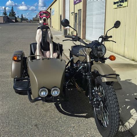 Waffles The Sidecar Dog — Ural Motorcycles Ural Motorcycle Sidecar