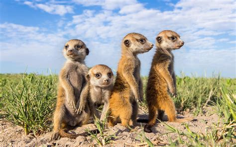Check spelling or type a new query. Meerkat Pups HD Wallpaper | Hintergrund | 1920x1200 | ID ...