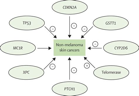 Non Melanoma Skin Cancer The Lancet