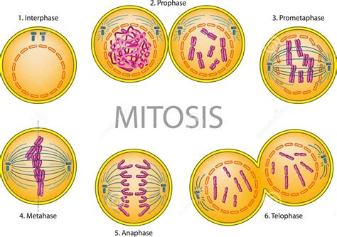 Its All About Science Mitotic Cell Division Mitosis