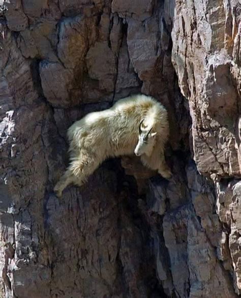 Amazing Rock Climbing Skills Of Goats