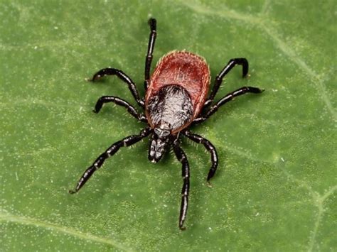 Lone Star Ticks Do Not Spread Lyme Disease Researchers Review 30 Years