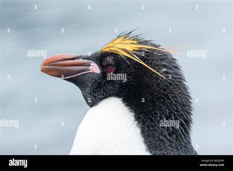 Macaroni Penguins Antarctic Hi Res Stock Photography And Images Alamy