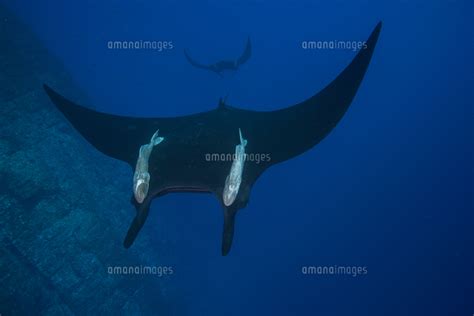 Giant Manta Manta Birostris With Large Remora Attached On Its Back