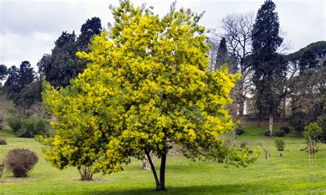 Cuidados De La Acacia Mimosa O Acacia Dealbata