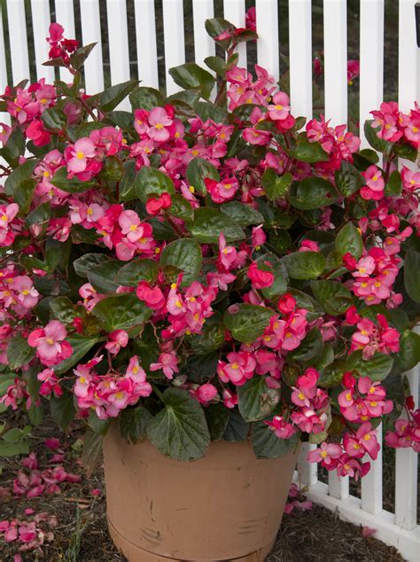 Container Garden Winners 2013 Miscellaneous Begonias