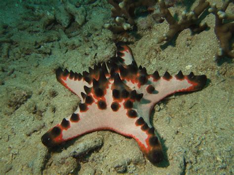 Horned Sea Star Protoreaster Nodosus Matt Wyatt Flickr