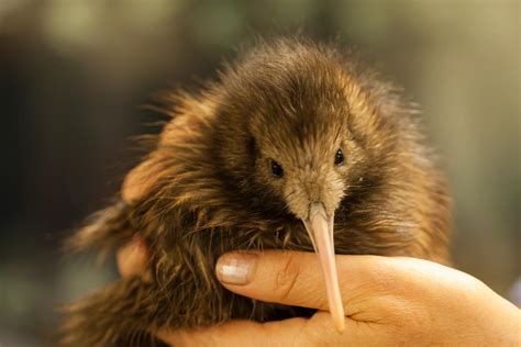 North Island Brown Kiwi Kiwi Nui New Zealand Birds Online