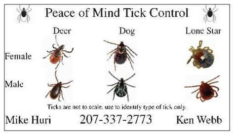Pin By Kathy Van Wie On Dog Stuff Types Of Ticks Peace Of Mind Ticks