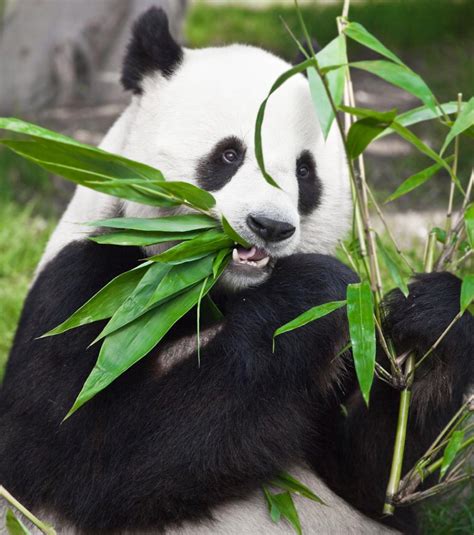Comment Les Pandas Arrivent Ils à Se Nourrir Uniquement De Bambou