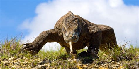 Close Encounters With Dragons In Komodo National Park Komodo National