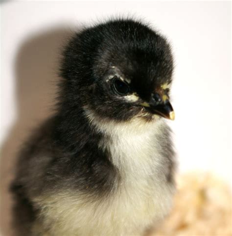 Australorp chicks. Hatching 5/27/21. FEMALE