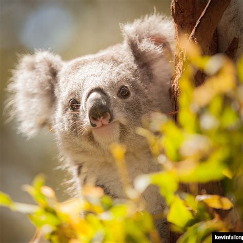 Koala Hospital Sydney Australia Official Travel