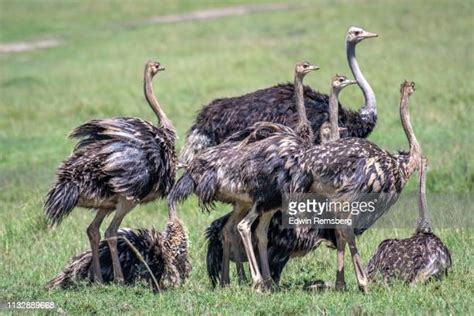 Ostrich Skin Photos And Premium High Res Pictures Getty Images