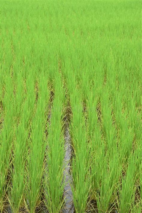 Green Rice Fields In Thailand Stock Photo Image Of Green Food 60702896