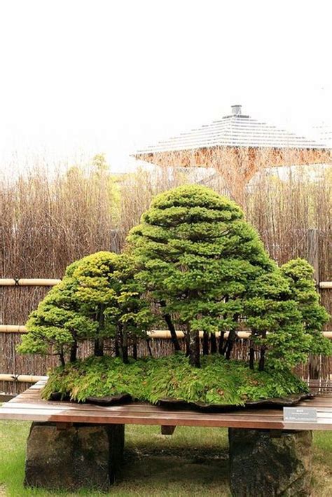 44 Stunning Bonsai Garden Ideas Best For Outdoor Decor Trendehouse