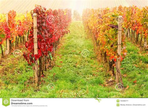 Rows Of Vineyard Grape Vines During Sunrise Autumn Landscape Wi Stock