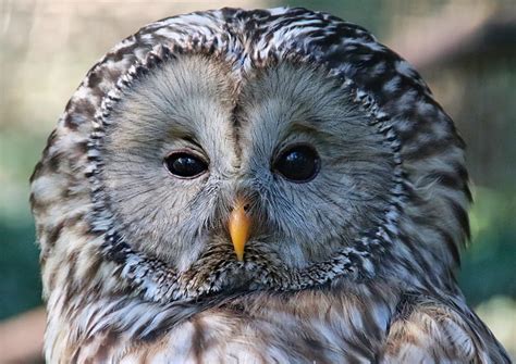 Owl Bird Glance Sleepy Hd Wallpaper Peakpx