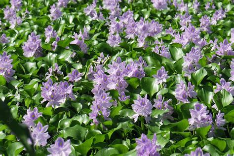Water Hyacinth Eichhornia Crassipes Stock Image B8081481