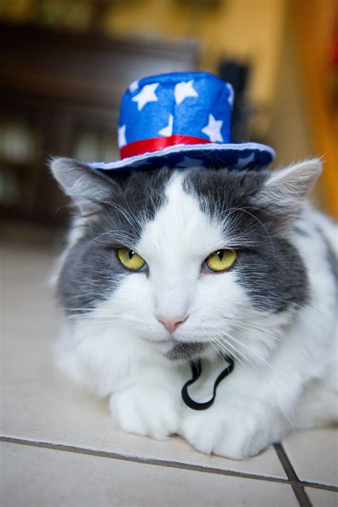25 Patriotic Cats Celebrating The 4th Of July Pictures Patriotic