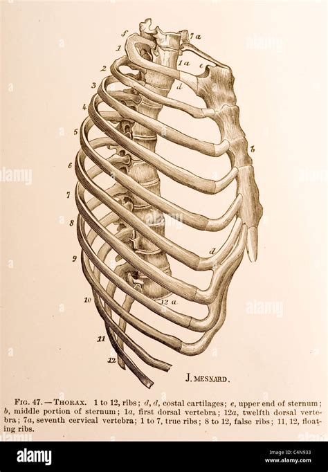 Side View Of Rib Cage Spine Vertabra And Sternum Stock Photo Alamy