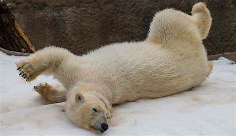 Amid San Diego Heat Rescued Polar Bears Frolic In Snow Times Of San