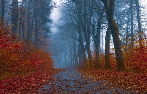 Wallpaper Road Autumn Forest Leaves Trees Branches Fog Park