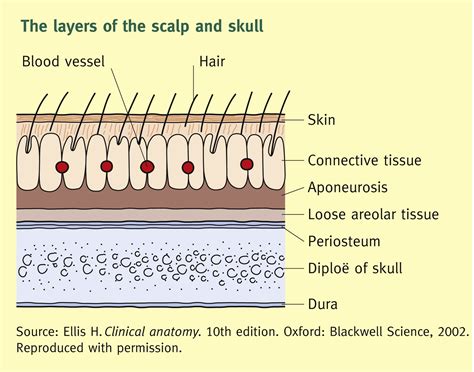 The Surgical Anatomy Of The Scalp Surgery Oxford International Edition