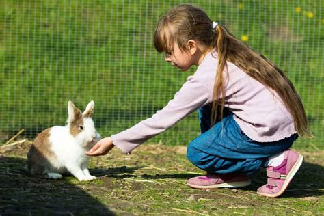 Do Rabbits Recognize Their Owners