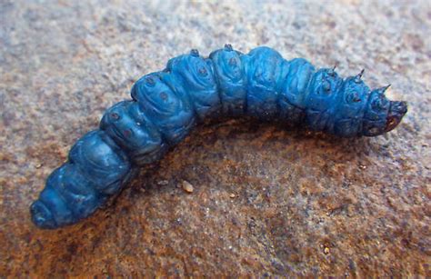 Vibrant Blue Caterpillar Bugguidenet