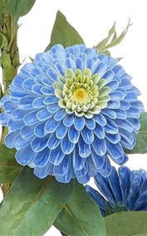 Natural Zinnia Haageana Blue Flower Seeds Organic Ukraine Etsy Canada