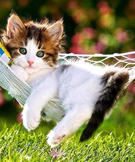 Cute Cat Playing Playing Kitten
