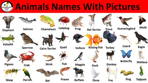 Popular Animal Names With Pictures Download Pdf Vocabulary Point