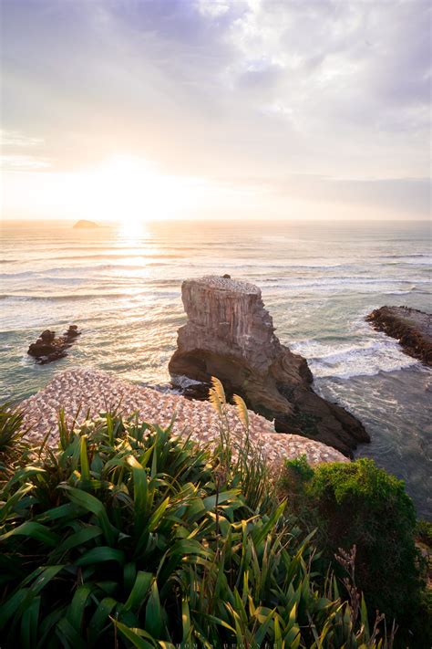 Capture Of The Stunning Gannet Colony At The Muriwai Beach New