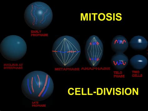 Manash Subhaditya Edusoft Cell Division Mitosis And Meiosis