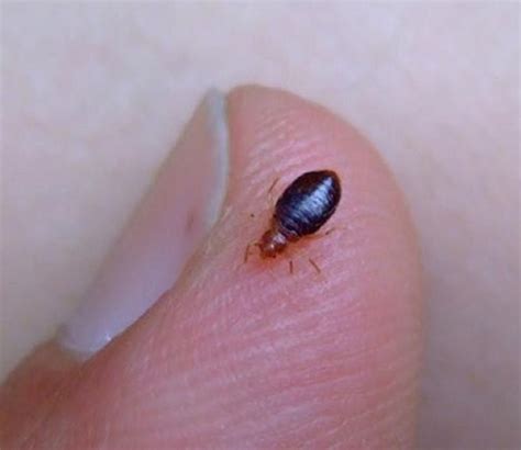 bed bugs real size moreoo