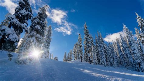 Download Wallpaper 1366x768 Winter Snow Sunlight Trees Tablet