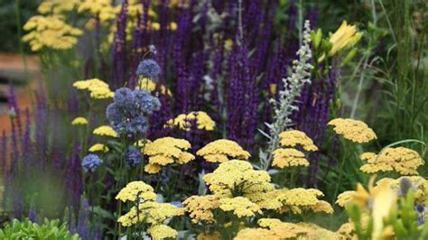 Perennial Flowering Plants Meaning 15 Short Perennials That Bloom All