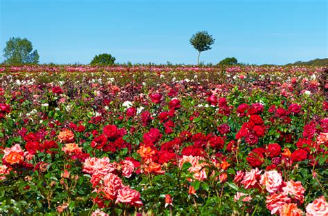 Field Of Roses Pictures Download Free Images On Unsplash