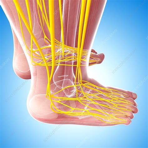 Human Foot Nervous System Artwork Stock Image F Science Photo Library