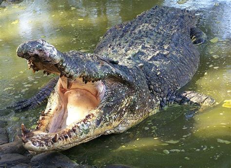 The Crocodiles Cant Stick Out Their Tongue