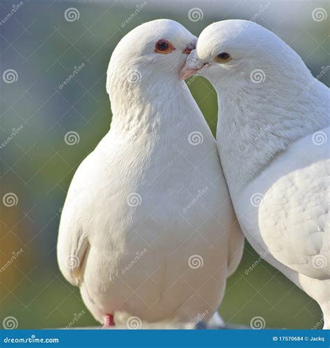 A Couple Of White Doves Stock Images Image 17570684