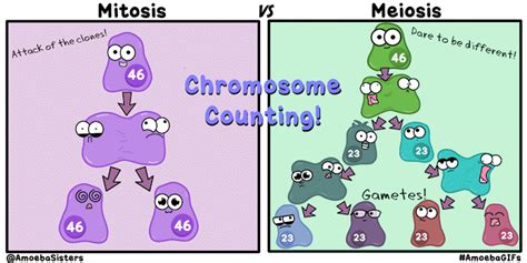 How is genetic drift different from natural selection? Amoeba Sisters - Arocreative