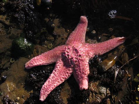 Biggest Starfish Ever Recorded American Oceans