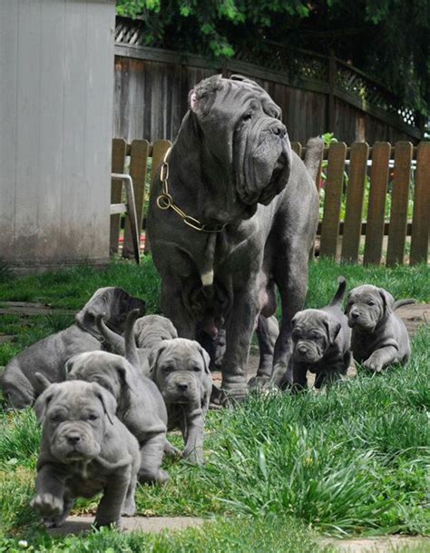 The Largest Dog Breed In The World You Will Likely Find In