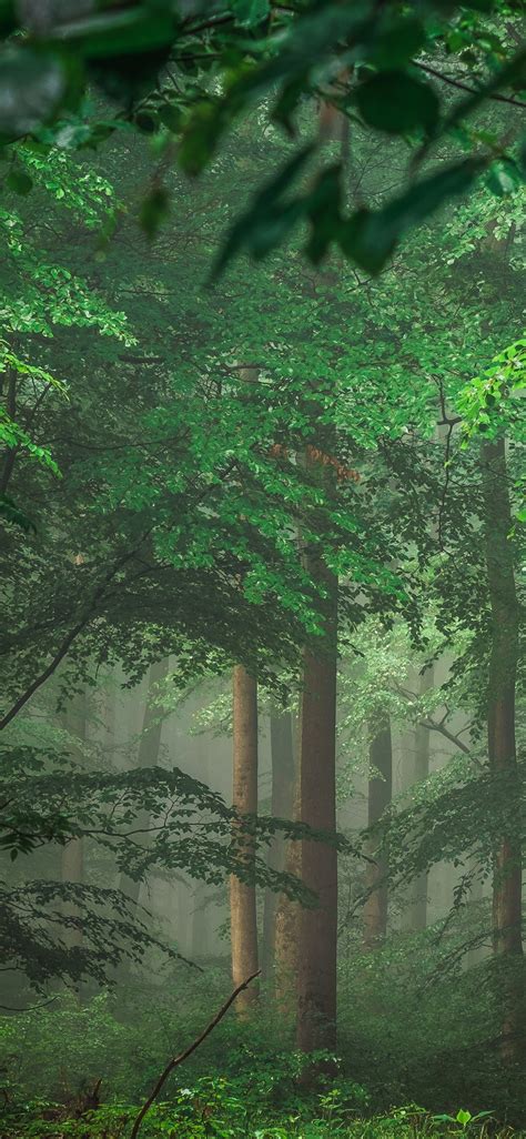 Wallpaper Germany Trees Forest Green Leaves Fog 3840x2160 Uhd 4k