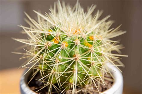 How To Grow And Care For Golden Barrel Cactus